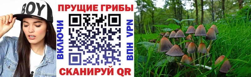 Галлюциногенные грибы Cubensis  наркота  Абдулино 